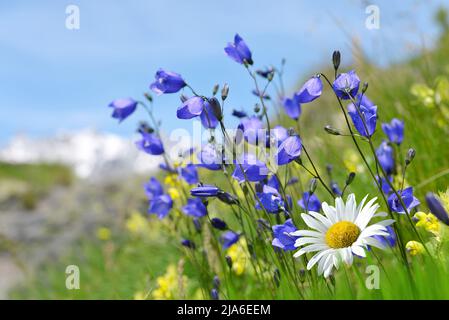 Glockenblumen und marguerite-Gänseblümchen wachsen auf der Bergwiese. Aostatal, Italien. Stockfoto