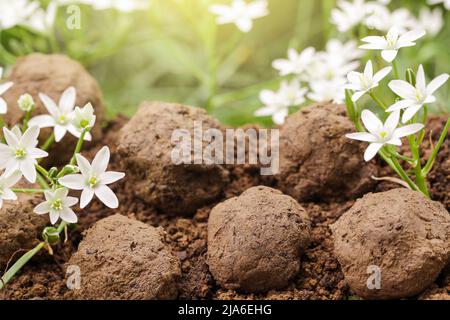 Guerilla-Gartenarbeit. Samenbomben blühen. Wild White Blumenpflanzen sprießen aus Samenkugel. Stockfoto