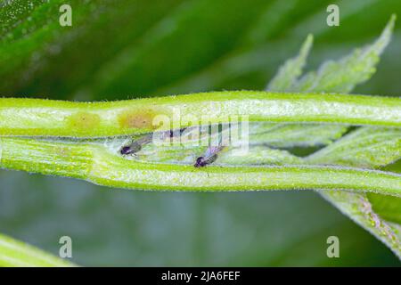 Rote Johannisbeere Blisteraphid Cryptomyzus ribis auf Blatt. Stockfoto