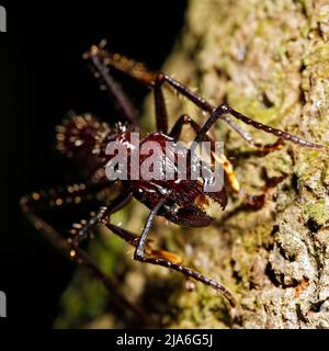 Nahaufnahme einer Bullet Ant von Vorne. Tambopata, Regenwald des Amazonas, Peru Stockfoto