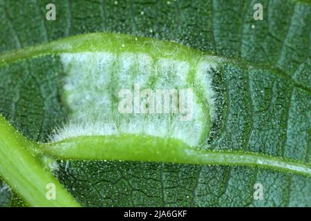 Walnussblatt-Gallenmilbe, Perserblatt-Blasenmilbe (Aceria tristriatus, Eriophyes erineus), Gallenblätter auf einem Walnussblatt Stockfoto