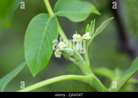 Weibliche Walnussbaumblumen, Knospe und junge Blätter. Juglans regia (Juglandaceae). Stockfoto