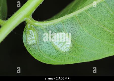 Walnussblatt-Gallenmilbe, Perserblatt-Blasenmilbe (Aceria tristriatus, Eriophyes erineus), Gallenblätter auf einem Walnussblatt Stockfoto