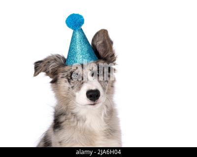 Kopfaufnahme eines entzückenden blauen Merle Border Collie Hundewelpen, sitzend nach vorne mit blauem Glitzer-Party-Hut. Mit bräunlichem Blick auf die Kamera Stockfoto