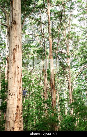 Der alte Cloucester Tree in Pemberton ist der zweithöchste Feueraussichtsbaum der Welt. Stockfoto