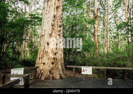 Der alte Cloucester Tree in Pemberton ist der zweithöchste Feueraussichtsbaum der Welt. Stockfoto