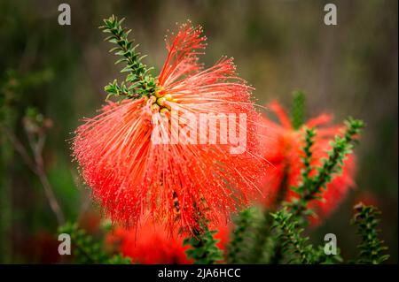 Leuchtend rote Blüte der Sumpfbodenbürste von Western Australia. Stockfoto