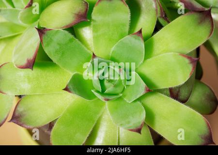 Sukulente Pflanze gewöhnlicher Hauskiefer Sempervivum tectorum. Draufsicht, Nahaufnahme. Stockfoto