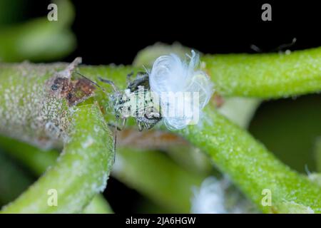 Erle Psyllid Psylla Alni Nymphe mit wachsartige Sekret auf eine Erle-Stamm Stockfoto