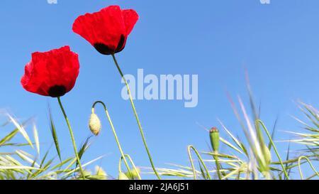 Zwei rote Mohnblumen und grünes Gras am blauen Himmel, Bodenansicht, Nahaufnahme, Kopierbereich Stockfoto