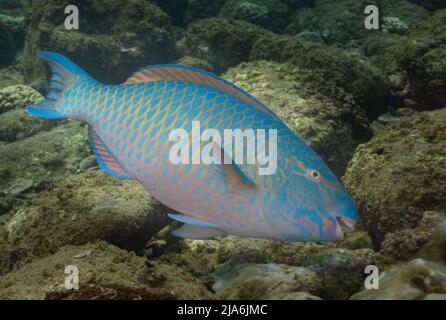 Unterwasseraufnahme eines Papageienfischs, fotografiert während des Tauchens in Netrani (Karnataka, Indien) Stockfoto