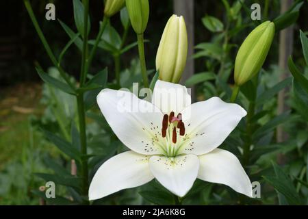 Lys Eyeliner (jardin du ruisseau de l'église 2022) Stockfoto