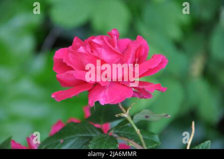 Nahaufnahme einer rosa Rose auf dunkelgrünem Hintergrund. Hochwertige Fotos. Schöne rote Rose in einem Garten.Nahaufnahme Rosenblume Stockfoto