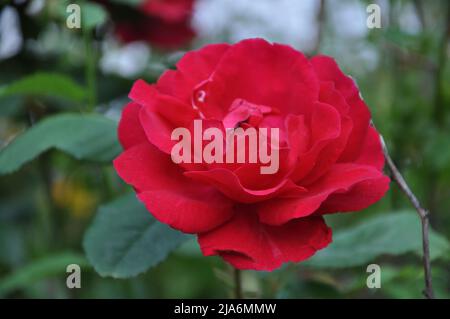 Nahaufnahme einer rosa Rose auf dunkelgrünem Hintergrund. Hochwertige Fotos. Schöne rote Rose in einem Garten. Rote Rose blüht im Garten nach Regen. Stockfoto