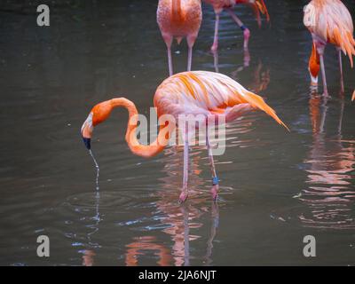 Karibische Flamingos, auch bekannt als amerikanischer Flamingo (Phoenicopterus ruber), sind eine große Flamingoart, die sich im Wasserfluss entspannt Stockfoto