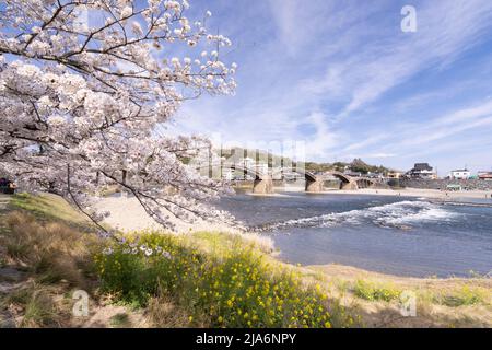 Kintaikyo-Brücke und Kirschblüte, Iwakuni, Präfektur Yamaguchi, West-Honshu, Japan Stockfoto