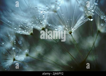 Löckchen Blowball Blume mit Wassertropfen super Makro Hintergrund Stockfoto