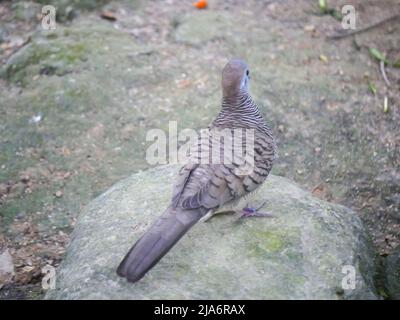 Zitronentaube oder Zimttaube (Columba Larvata) ist eine Vogelart aus der Taubenfamilie Columbidae, die in Bergwäldern südlich der Sahara beheimatet ist Stockfoto