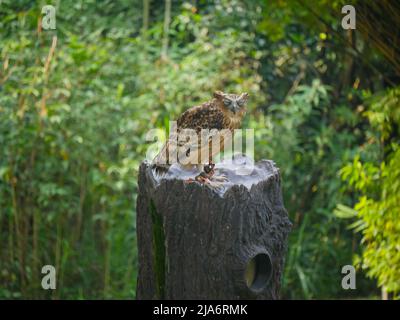 Gehörnte Eule, Augen geschlossen, Sitz auf Baumstamm Stockfoto