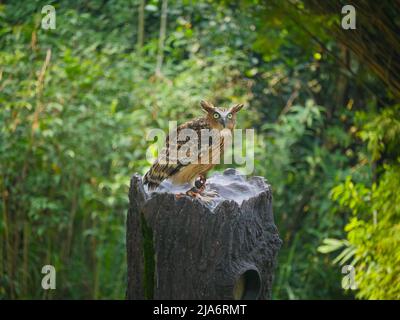 Gehörnte Eule, Augen weit geöffnet, Sitz auf Baumstamm Stockfoto