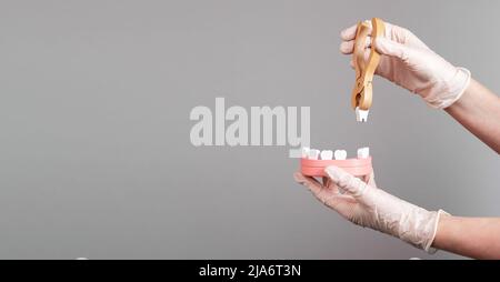 Banner mit Zahnarzthänden, die Zahn mit Zange aus dem Kiefermodell ziehen. Zahnextraktion, Stomatologie Konzept. Behandlung von Zahnerkrankungen. Speicherplatz kopieren. Hochwertige Fotos Stockfoto