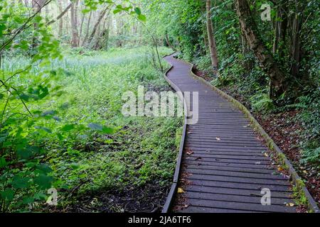 Jackson's Coppice und Marsh Stockfoto