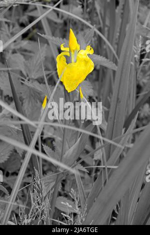 Jackson's Coppice und Marsh Stockfoto