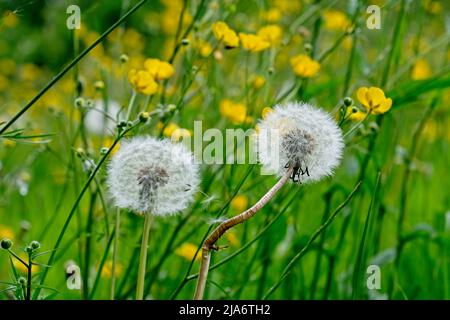 Jackson's Coppice und Marsh Stockfoto