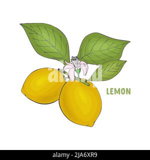 Zitronenzweig Handzeichnung, Blumenblätter Früchte. Beschriftung. Isolierter, weißer Hintergrund. Vektorgrafik Stock Vektor