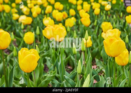 Feld von schönen gelben Frühlingslippen Stockfoto