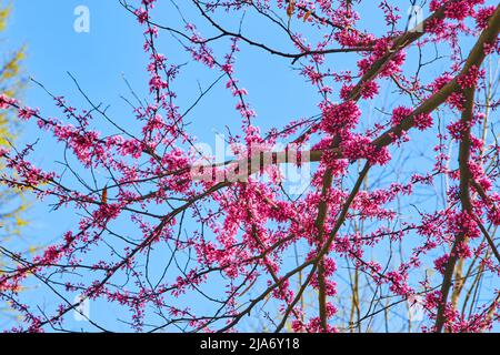 Schöne frühlingsrosafarbene Blüten auf Kirschbaum mit blauem Himmel Stockfoto