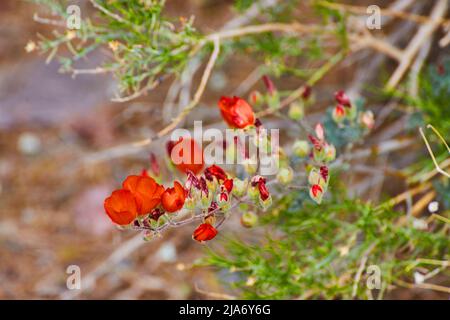 Detail der Pflanzenzweig mit roten Blüten bedeckt Stockfoto