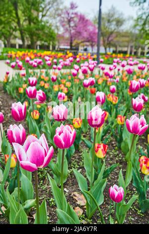 Stadtpark mit lebhaften rosa und roten Frühlingszwiespen Stockfoto