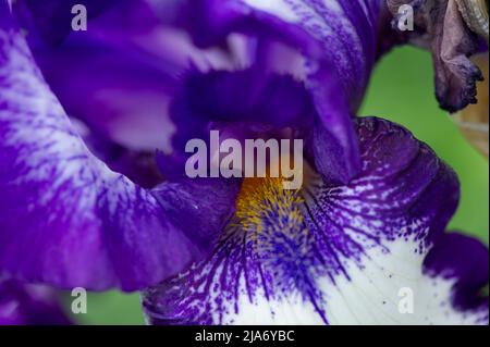 Eton, Windsor, Britannien. 28.. Mai 2022. Hübsche lila Iris. Es war ein warmer sonniger Tag in Eton heute, als Blumen und Pflanzen in Gärten und Zuteilungen blühen. Quelle: Maureen McLean/Alamy Live News Stockfoto