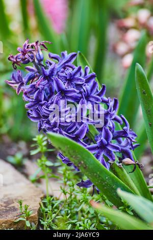 Detail der schönen lila Blüten sprießen im Frühjahr Stockfoto