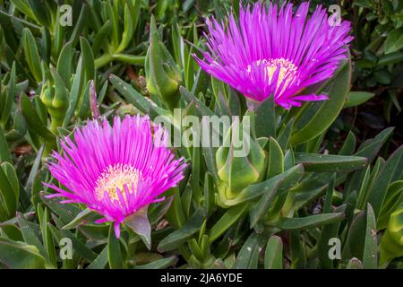 Tiefrosa Blüten der rottentot-Feige-Eispflanze auch Carpobrotus edulis, bodendeckende Pflanze. Stockfoto