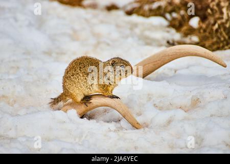 Das auf Geweihen ruhende Eichhörnchen mit schneebedecktem Boden Stockfoto