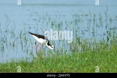 Der Weißrückenstrauch (Himantopus melanurus) wat im Gras am Flussufer Stockfoto