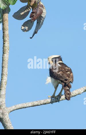 Lachfalke (Herpetotheres cachinnan) Stockfoto