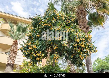 Der Loquatbaum auch Eriobotrya Japonica mit Fülle von reifen essbaren Früchten. Stockfoto