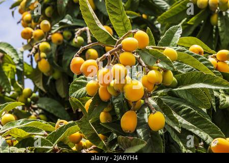 Der Loquatbaum auch Eriobotrya Japonica mit Fülle von reifen essbaren Früchten. Stockfoto