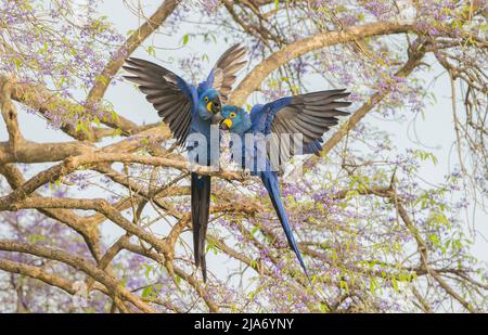 Hyazinthara (Anodorhynchus hyazinthus), paarweise kämpfend Stockfoto