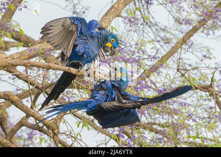 Hyazinthara (Anodorhynchus hyazinthus), paarweise kämpfend Stockfoto