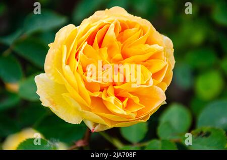 'Molineux' eine gelbe Strauchrose mit orangefarbenem Brot von David Austin Roses. Stockfoto