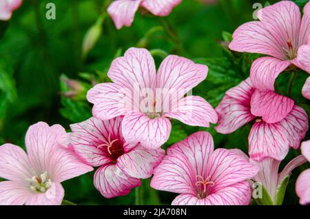 Geranium endressii oder französischer Cranesbill, der auf einem Garten blüht Stockfoto