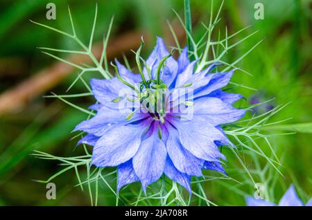 Nigella damascena, eine blaue Blume, die in einem Garten wächst Stockfoto