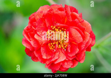 Makroaufnahme einer roten Geum 'Mrs Bradshaw' Blume in einem Wohngarten. Stockfoto