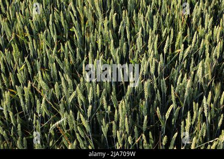 Viele grüne Ähren von Weizen reifen auf dem kultivierten Feld fast bereit zur Ernte Stockfoto