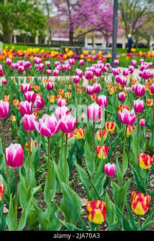 Schöner Garten mit rosa und roten Tulpen während des Frühlings im Stadtpark Stockfoto