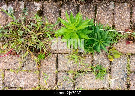 Unkraut wächst in Rissen zwischen den Pflastern in einem Block gepflastert Auffahrt. Stockfoto